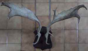 SAMSUNG CAMERA PICTURES