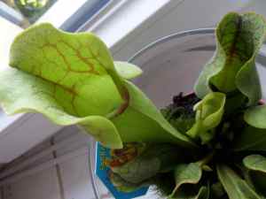 SAMSUNG CAMERA PICTURES