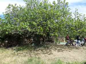 SAMSUNG CAMERA PICTURES